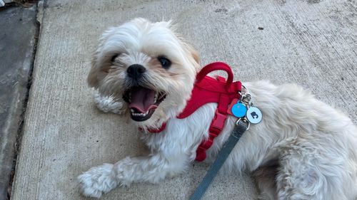 Customer photo review of White