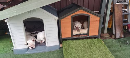 Customer photo review of Sausage Treats- Party Mix! (Combination)