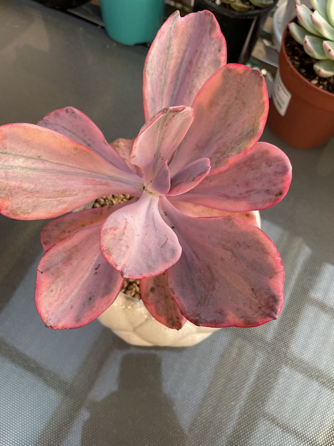 Customer photo review of Echeveria Angel Wings Variegated
