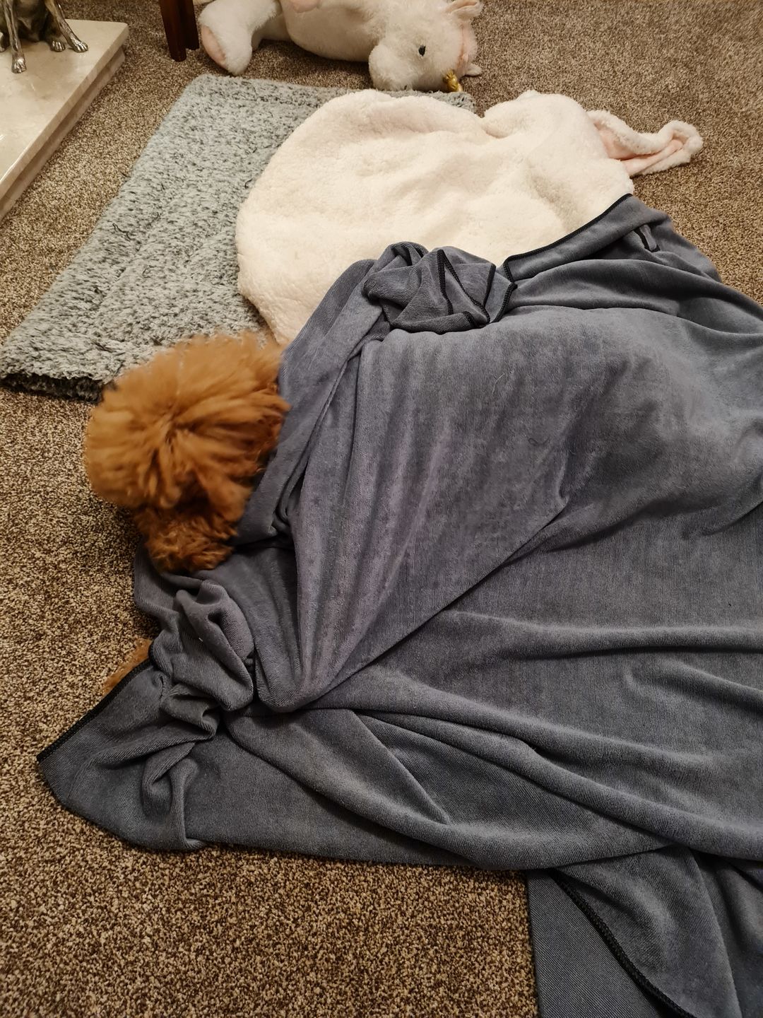 Customer photo review of Luxury Dog Towel