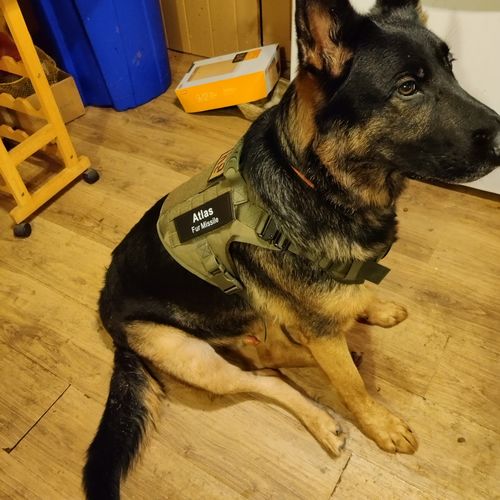 Customer photo review of 10-In-1 Tactical K9 Harness System - Full Set Dog Harness Bundle (Includes: Tactical No-Pull Dog Harness + Bungee Leash + Collar + MOLLE Pouches + First Aid Kit + 12 Hook & Loop Patches + Dog Goggles + Safety Belt + Travel Water Bowl + Dog Waste Bags)