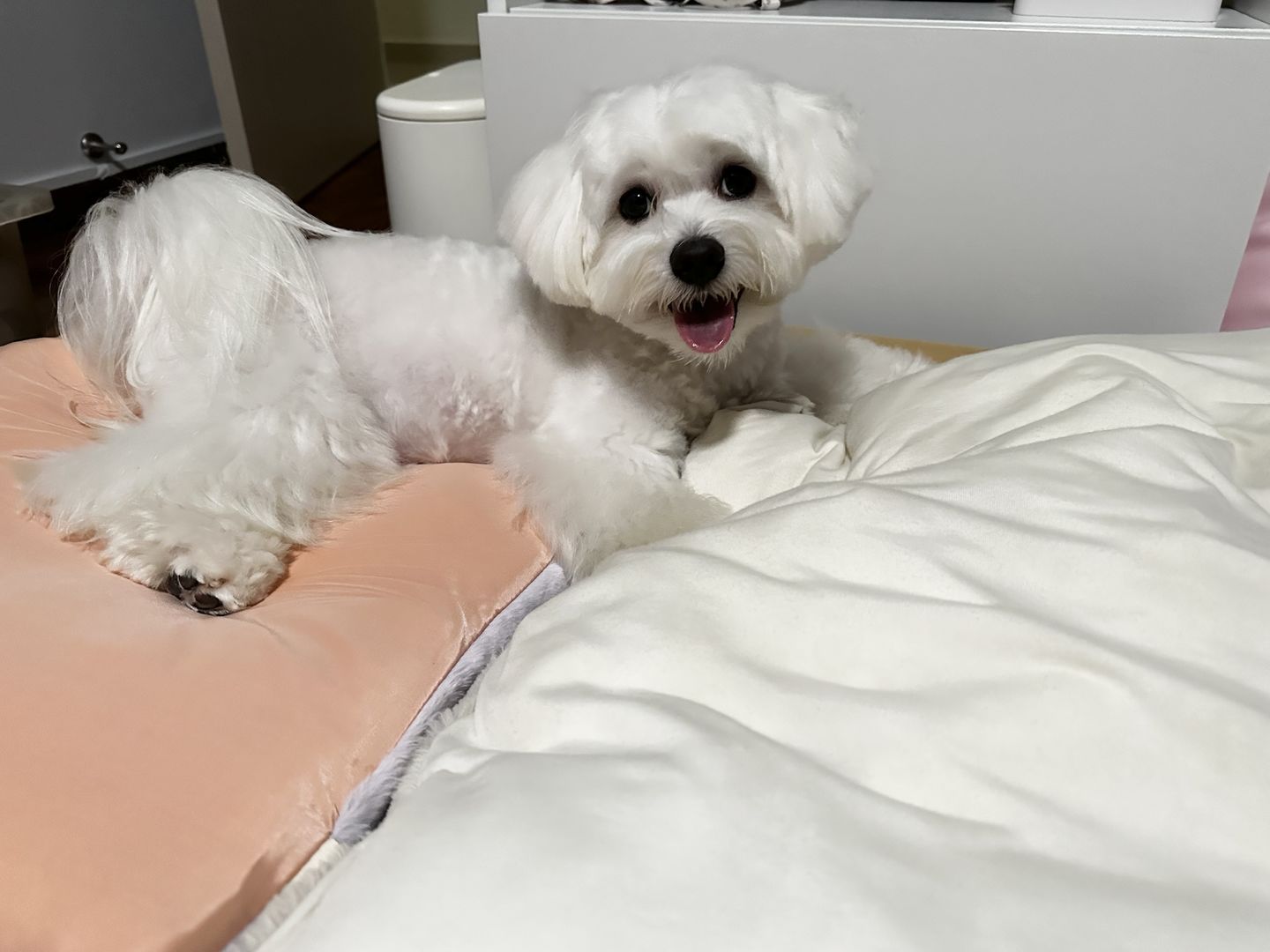 Customer photo review of Sleeping Blanket