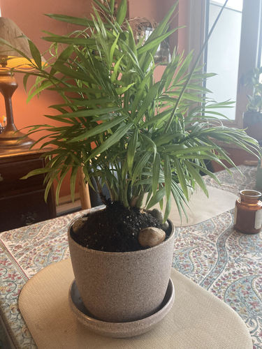 Customer photo review of 7" Wheat Husk Planter