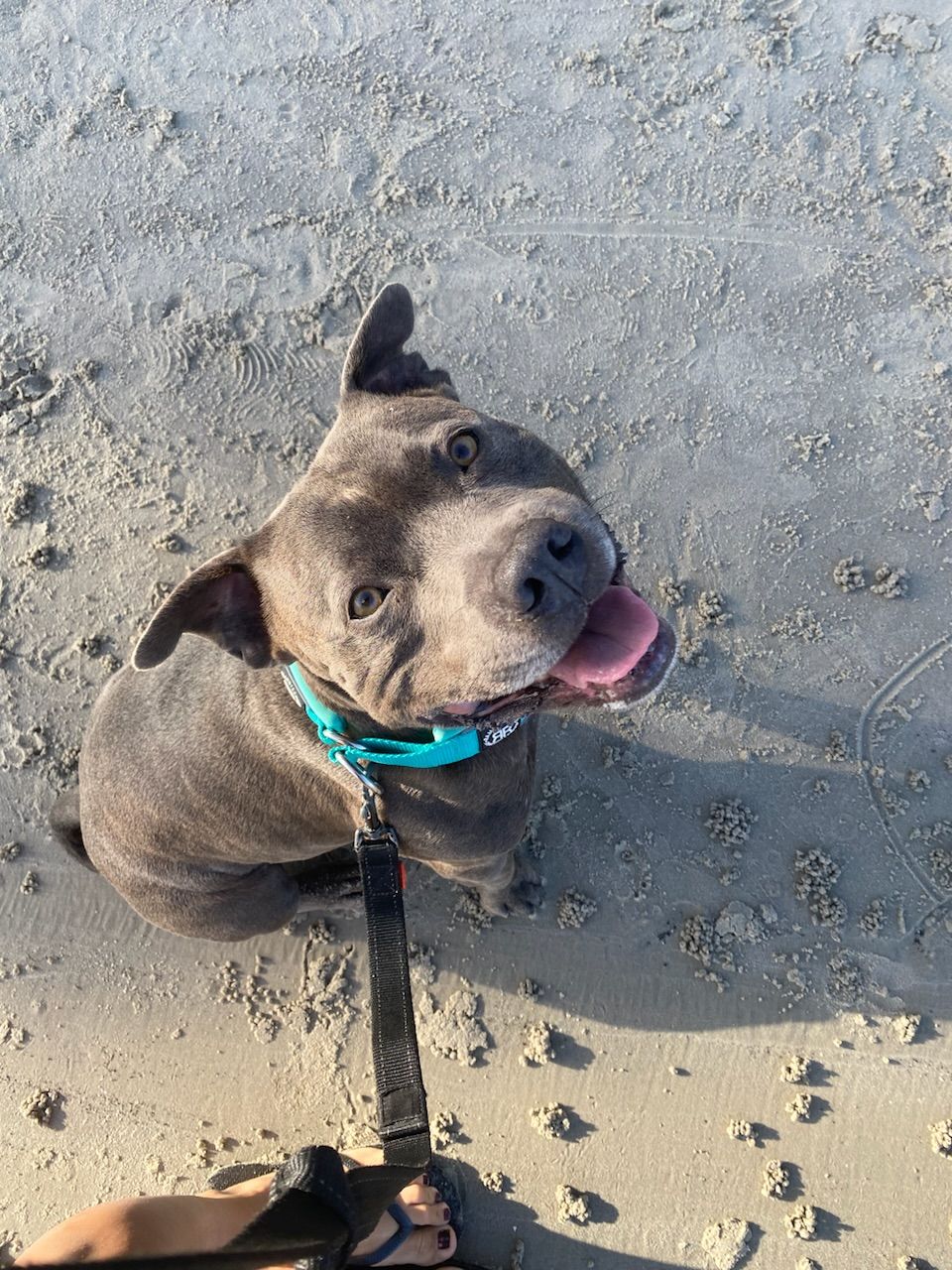 Customer photo review of 4cm RR Collar | Soft Padded & Reflective | Series 2 - Turquoise