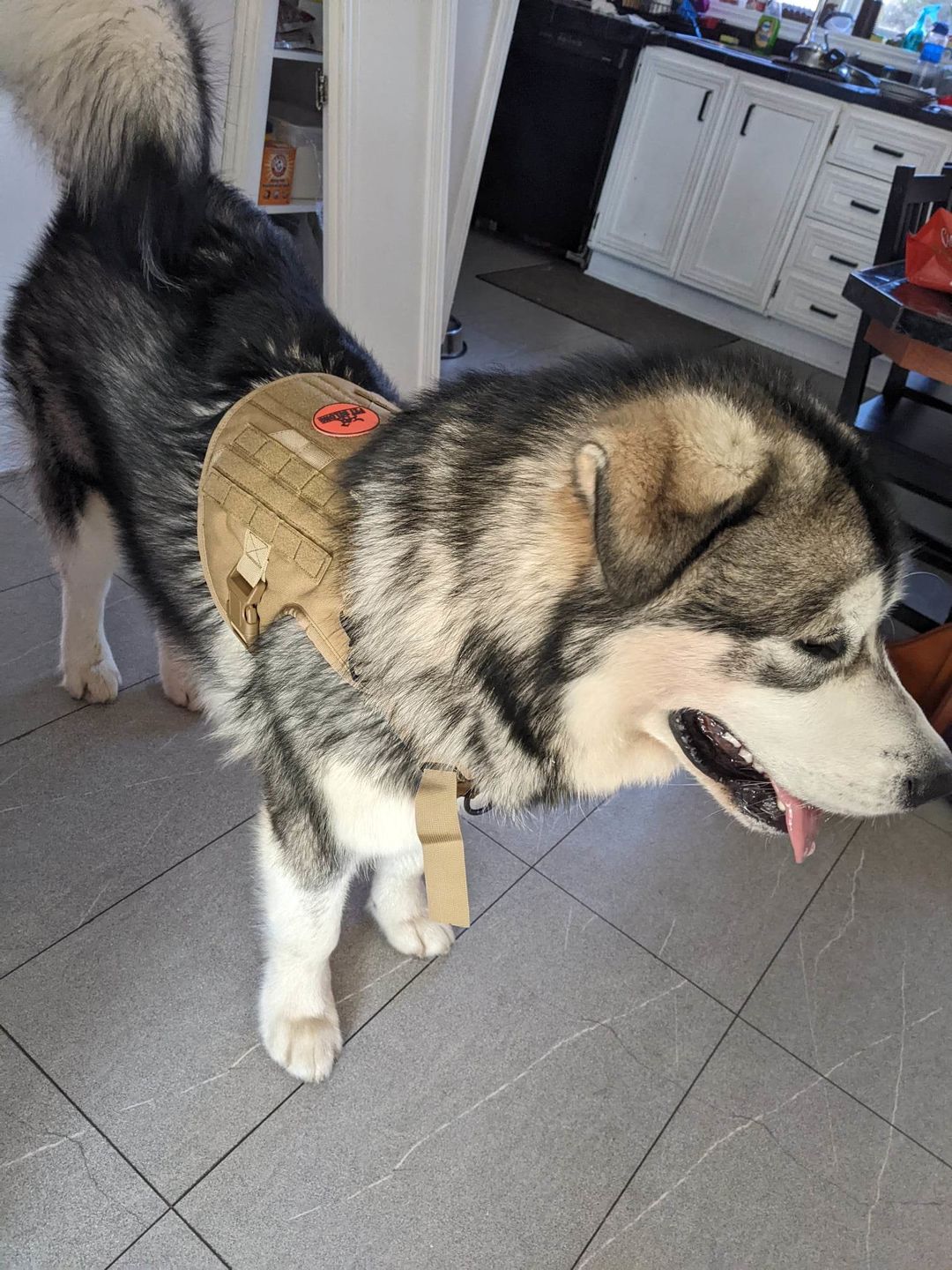 Customer photo review of Tactical No Pull Dog Harness v2