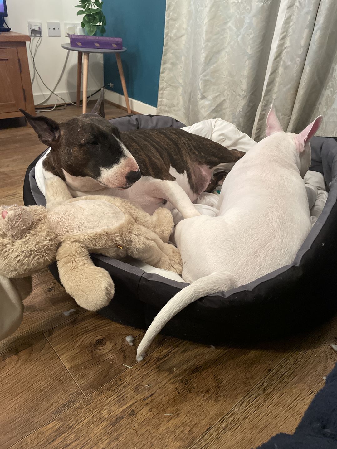 Customer photo review of Country Dog Heavy Duty Oval Waterproof Bed