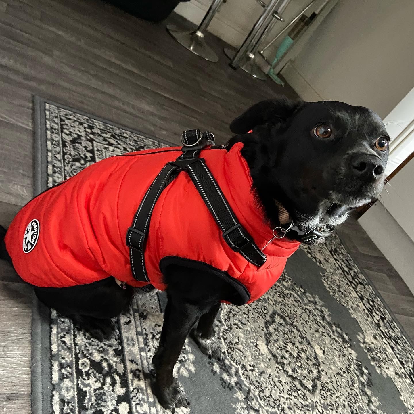 Customer photo review of DoggyKings™ 3 in 1 Jacket