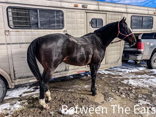 Customer photo review of OptiWize Collagen +Plus Horse Joint Supplement
