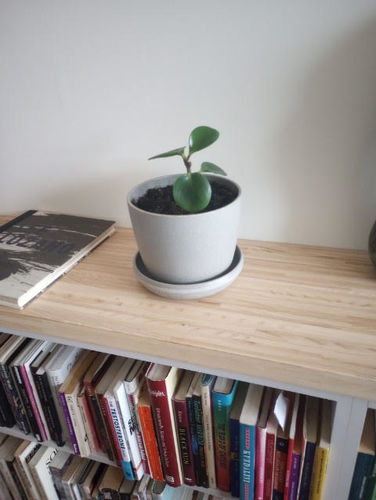 Customer photo review of 7" Nut Husk Planter