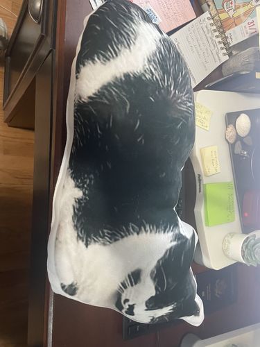 Customer photo review of Create A Custom Cat Pillow