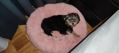 Customer photo review of Puppery Hundebett Wolke 7 - Das Original