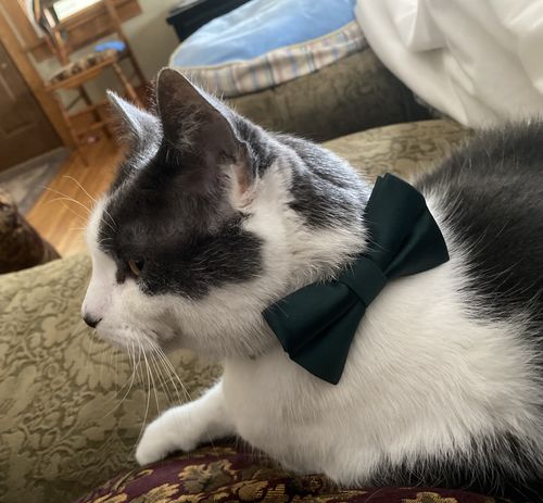 Customer photo review of Emerald Green Satin Bow Tie for Dog Collar or Cat Collar