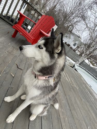 Customer photo review of Keepaws™ Tactical AirTag Collar