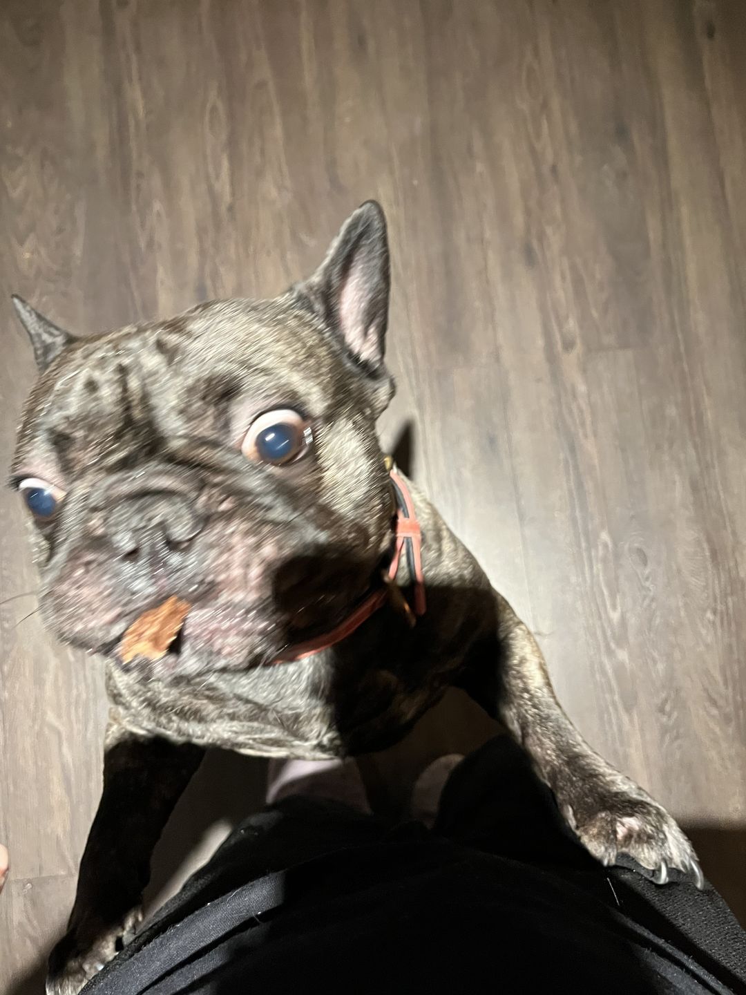 Customer photo review of Beef Lung Wafers