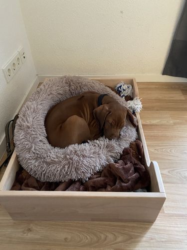 Customer photo review of Hundebett - Katzenbett rund Wuscheldonut