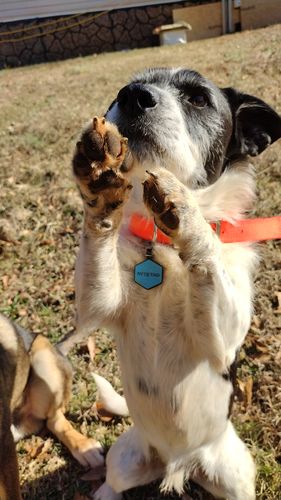 Customer photo review of Blue Silicone