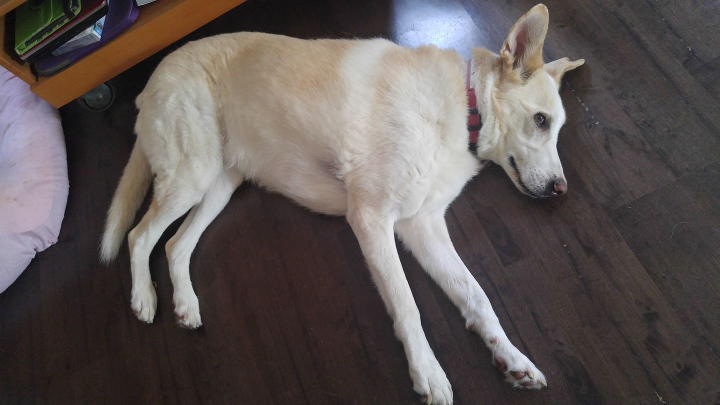 Customer photo review of Dentalmix für Hunde zur Zahnpflege und für frischen Atem