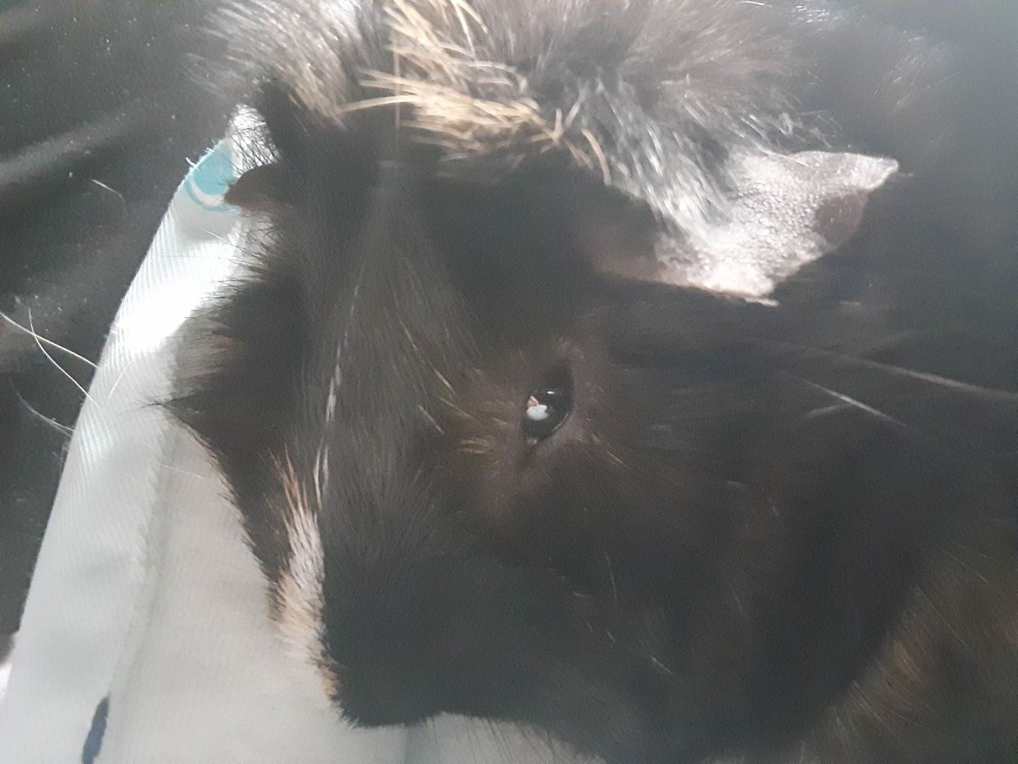 Customer photo review of GuineaDad Pea Flakes - Bonding Guinea Pig Treats - Infrared Heat Treated