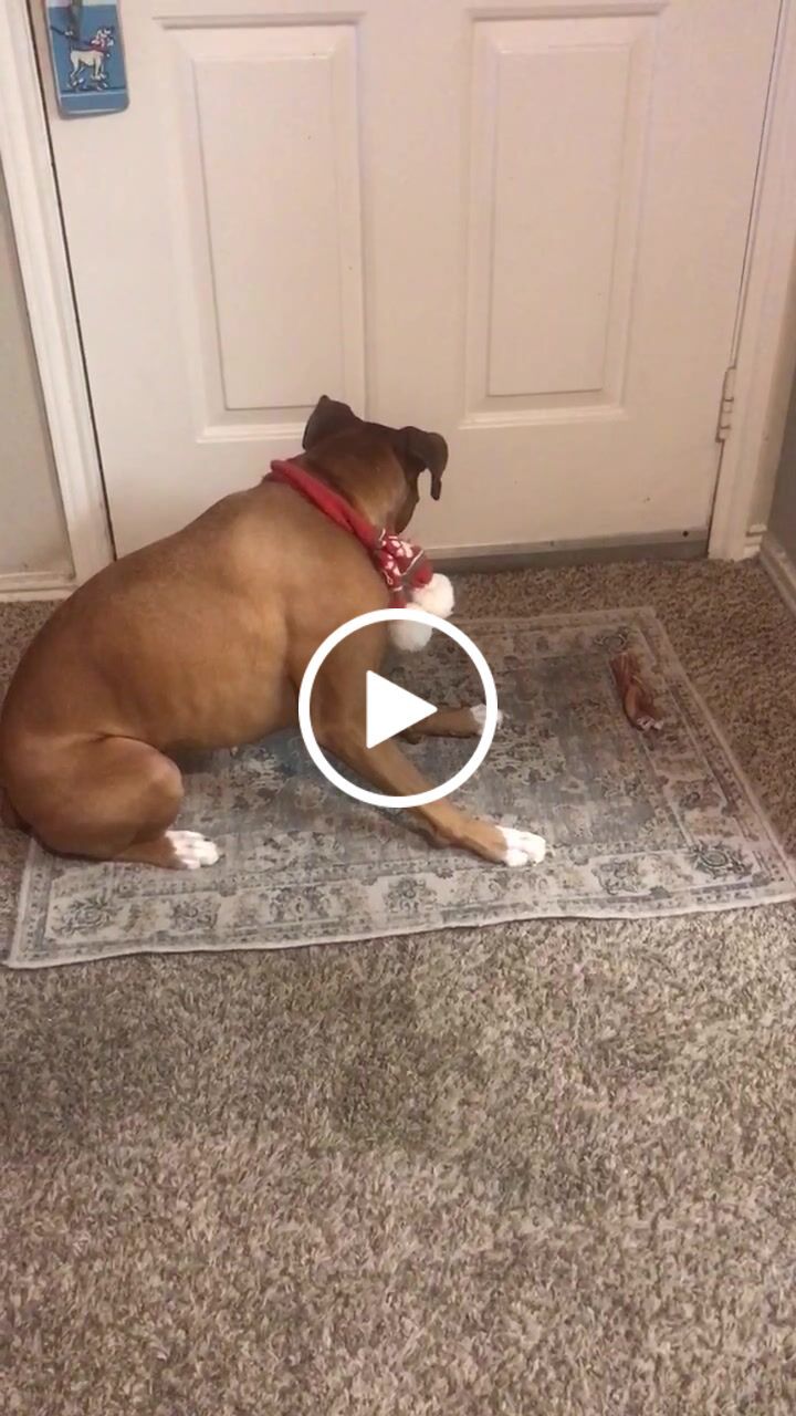 Customer video review of 6 Inch Monster Braided Bully Stick