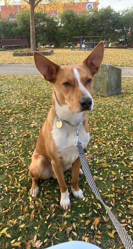 Customer photo review of DoggieBalm Paw & Nose