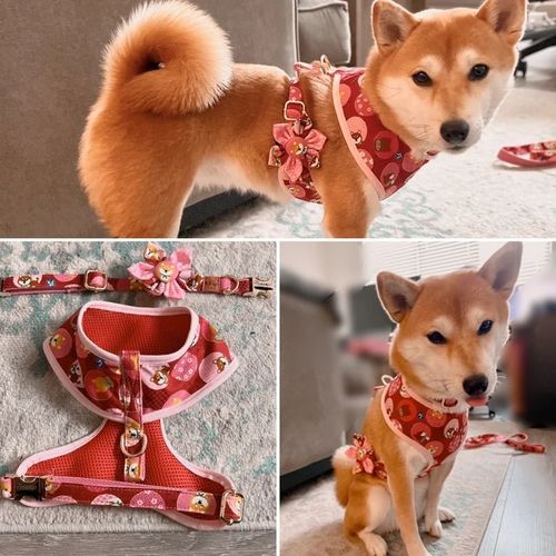 Customer photo review of Shiba Inu Dog harness set - Girl