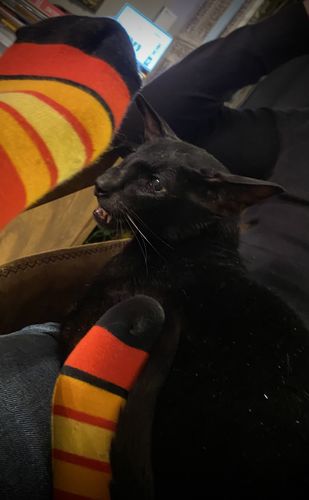 Customer photo review of Poa