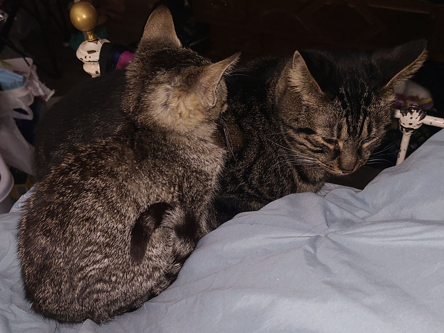 Customer photo review of Nexgard Combo for Cats 5.5-16.5 lbs (2.5-7.5 kg)