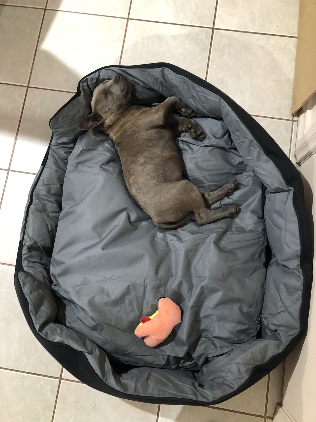 Customer photo review of PaWz waterproof heavy-duty bed