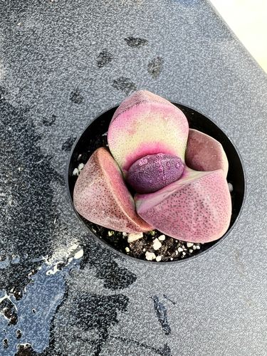 Customer photo review of Royal Flush | Pleiospilos Nelii