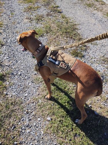 Customer photo review of 10-In-1 Tactical K9 Harness System - Full Set Dog Harness Bundle (Includes: Tactical No-Pull Dog Harness + Bungee Leash + Collar + MOLLE Pouches + First Aid Kit + 12 Hook & Loop Patches + Dog Goggles + Safety Belt + Travel Water Bowl + Dog Waste Bags)