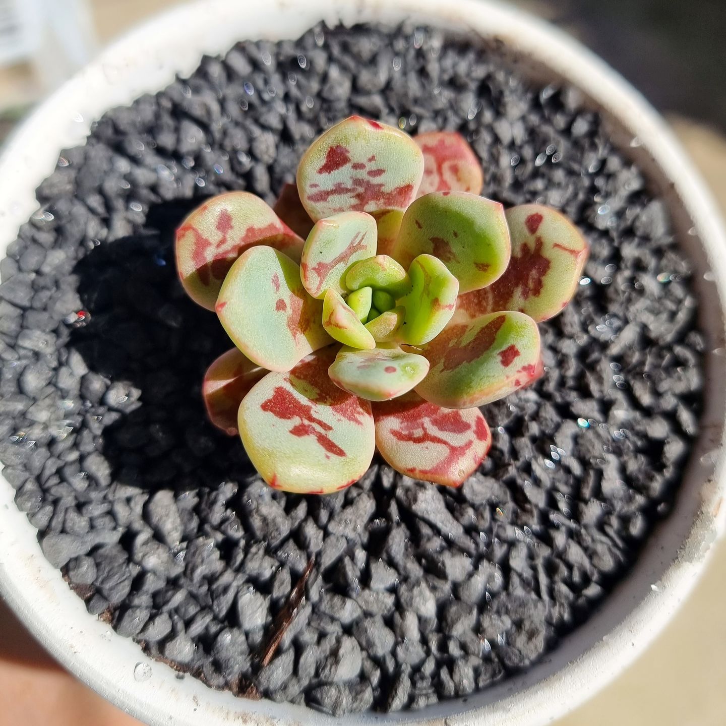 Customer photo review of Echeveria Jelly Jam