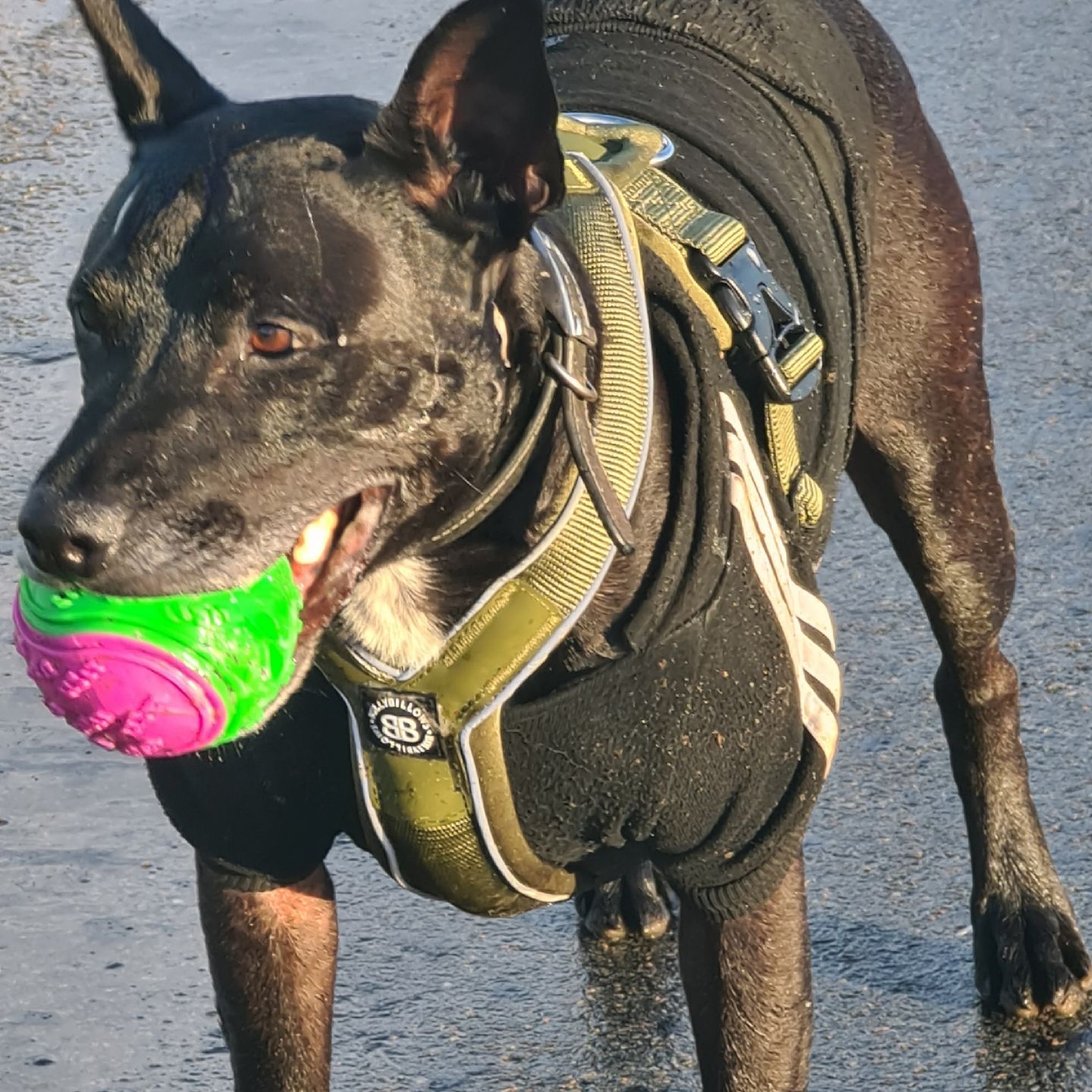 Customer photo review of RR - Slip on Padded Comfort Harness | Non Restrictive & Reflective - Khaki