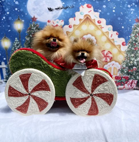 Customer photo review of Christmas Train Cat Tree Scratcher Bed Furniture