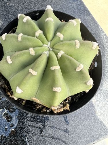 Customer photo review of Domino Cactus | Echinopsis Subdenudatum Dominos