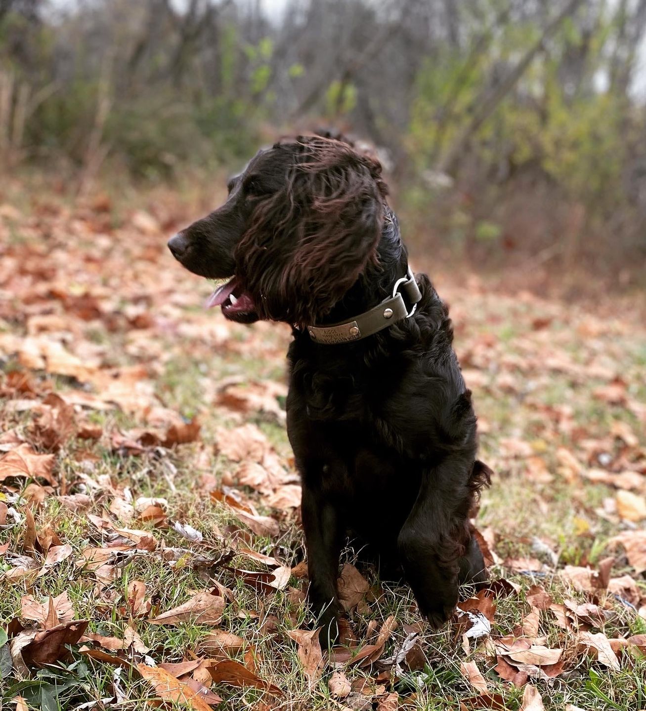 Customer photo review of Denali Center Ring Collar
