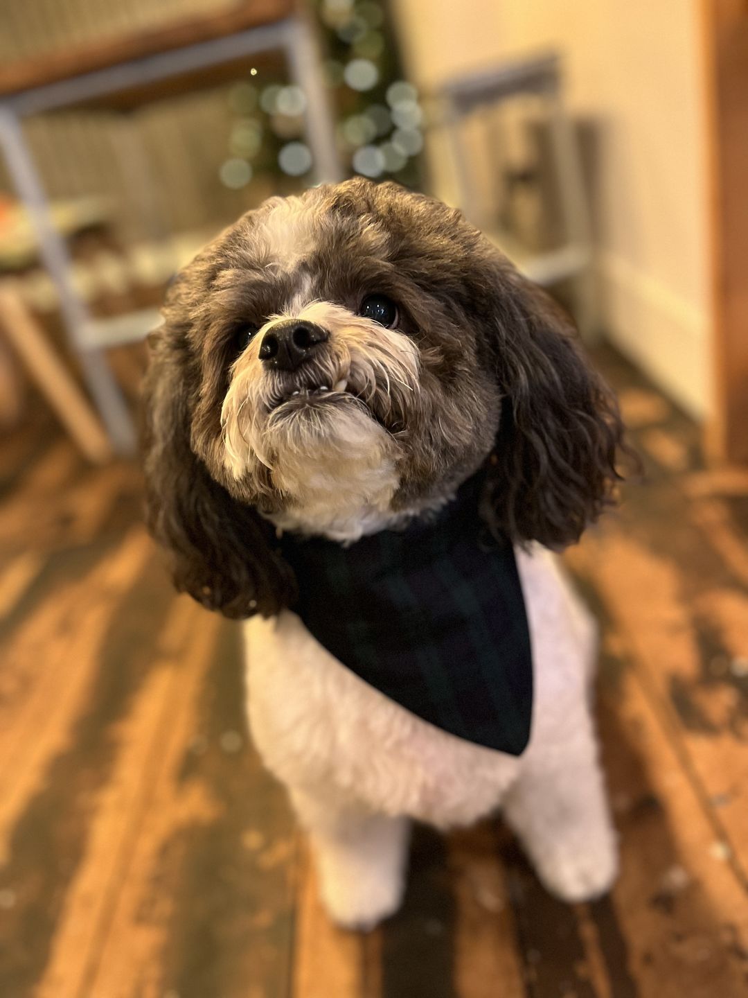 Customer photo review of Tartan Polycotton Fabric