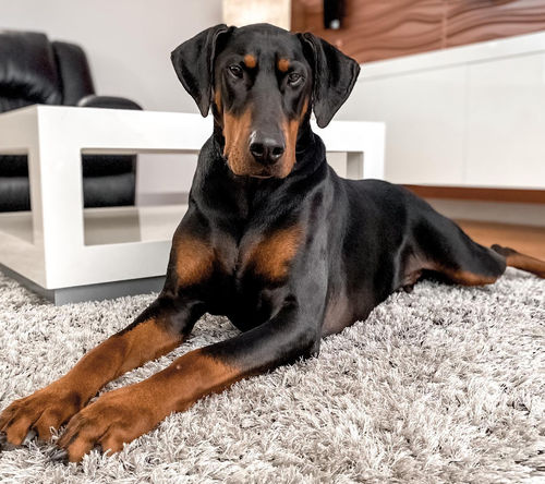 Customer photo review of DoggieBalm COAT Leave-In Spray Conditioner and Detangler. Formulated to moisturize and promote healthy, nourished dog coats