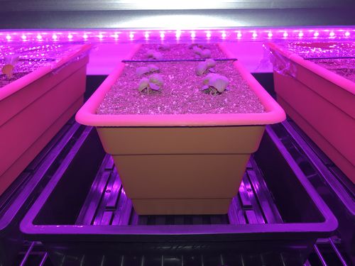 Customer photo review of Super Sprouter® Quad Thick Tray  10 x 20