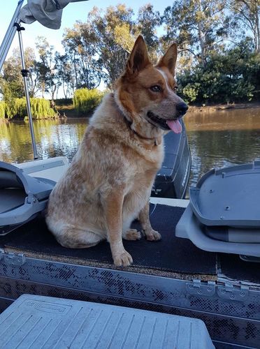 Customer photo review of Black Friday Hemp Seed Oil + Free pack of Doggie Wipes Exclusive