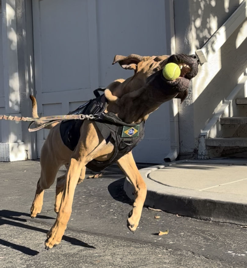 Customer photo review of Tactical No Pull Dog Harness v2