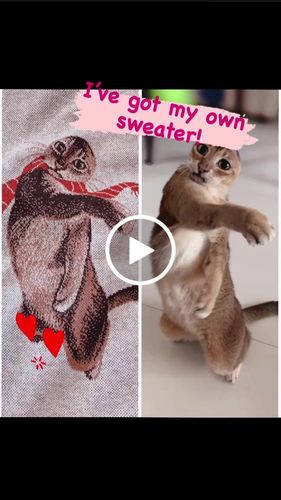 Customer video review of Holiday Special Pet Custom Sweater