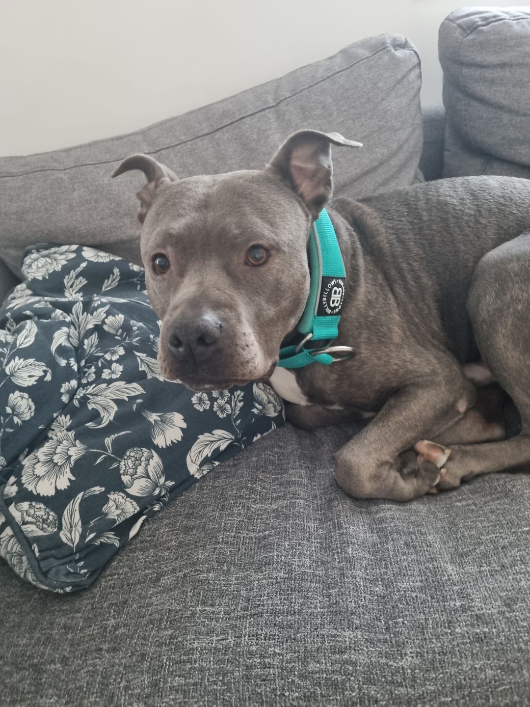 Customer photo review of 5cm RR Collar | Soft Padded & Reflective | Series 2 - Turquoise