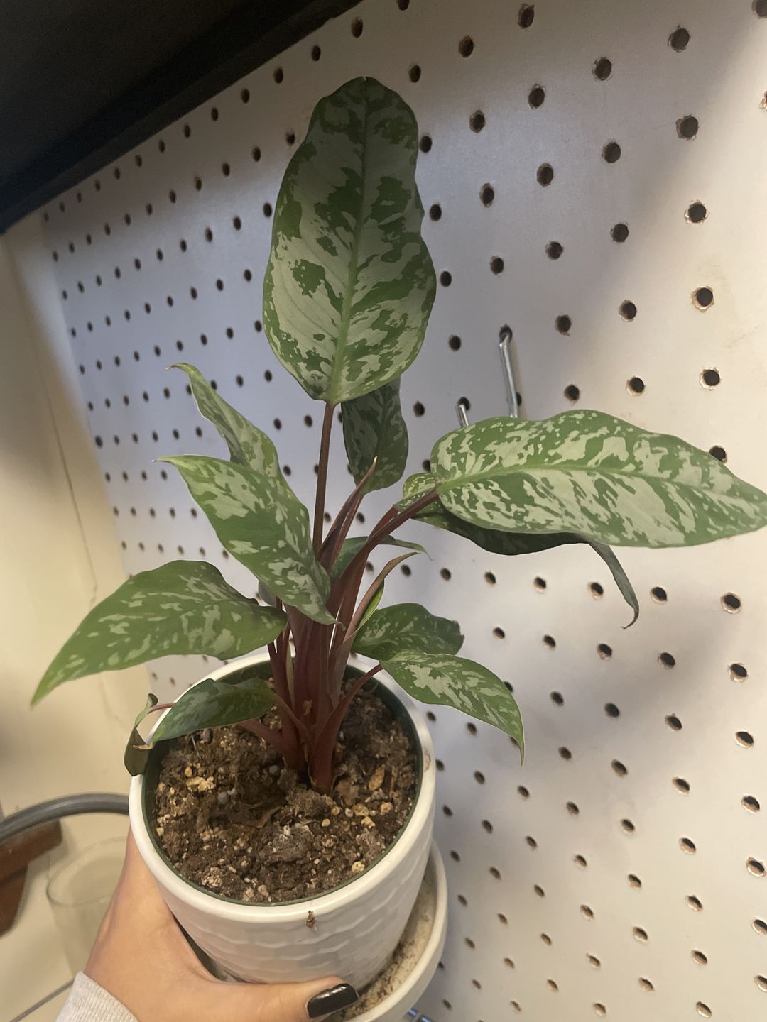 Customer photo review of 4" Apoballis acuminatissima 'Lavallaei'