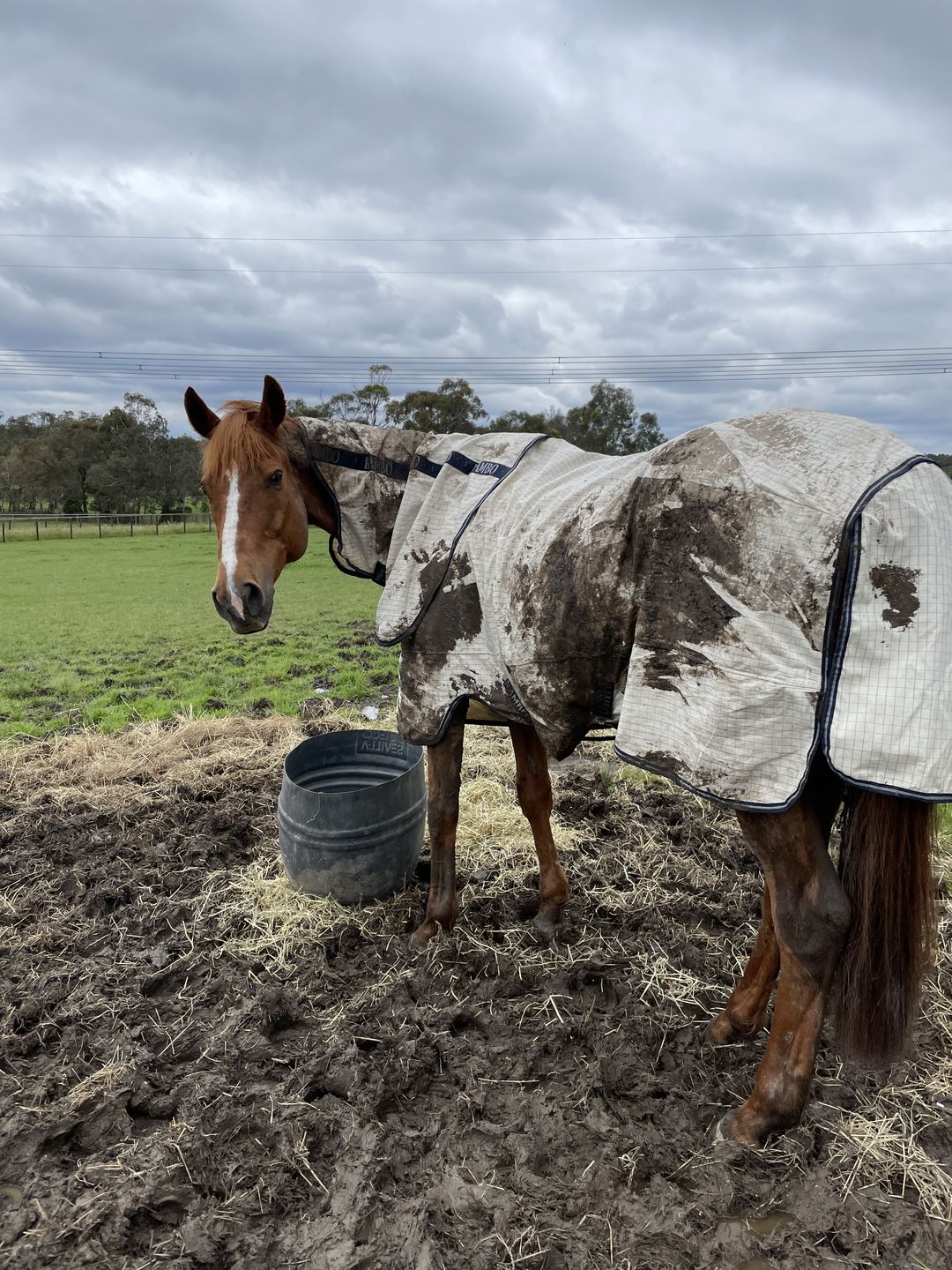 Customer photo review of Rambo Allrounder V-Front