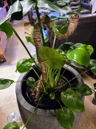 Customer photo of The Original Bendable Moss Pole™ - Best Seller (Pins Included) from Eric T.