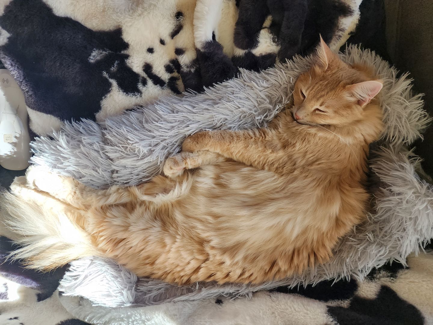 Customer photo review of 2-in-1 Soothing Cat Bed