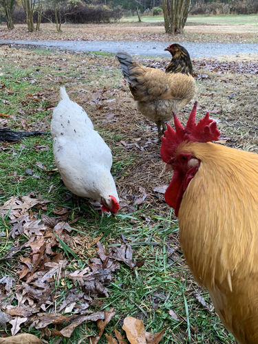 Customer photo review of GrubTerra Dried Larvae