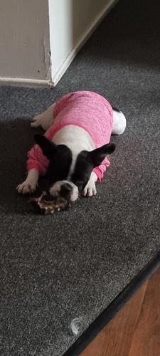 Customer photo review of Australian Roo Ribs