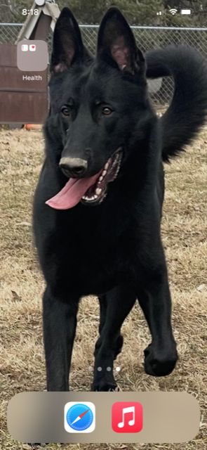 Customer photo review of 6 Inch Monster Braided Bully Stick