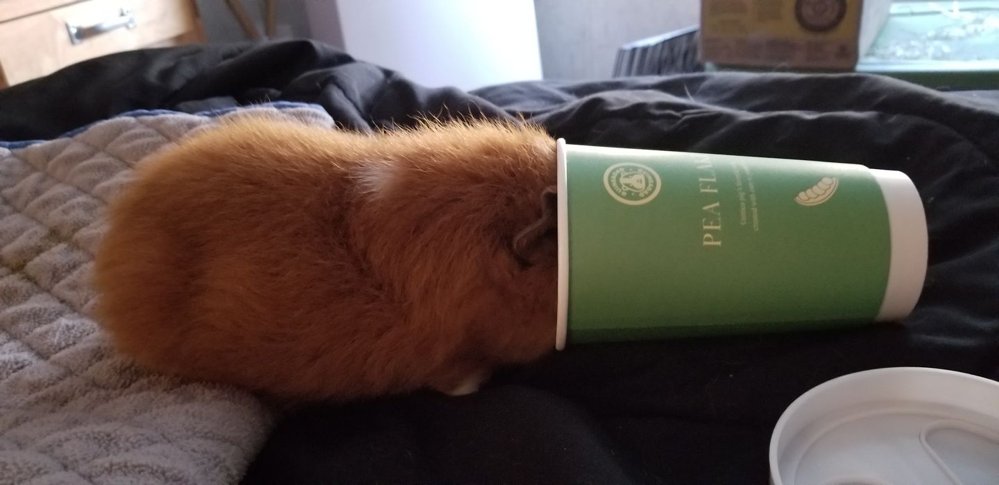 Customer photo review of GuineaDad Pea Flakes - Bonding Guinea Pig Treats - Infrared Heat Treated